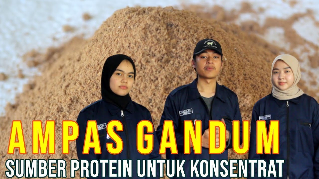
                                 Bahan-Konsentrat-Ampas-Gandum-Sumber-Protein-Pakan-Ternak